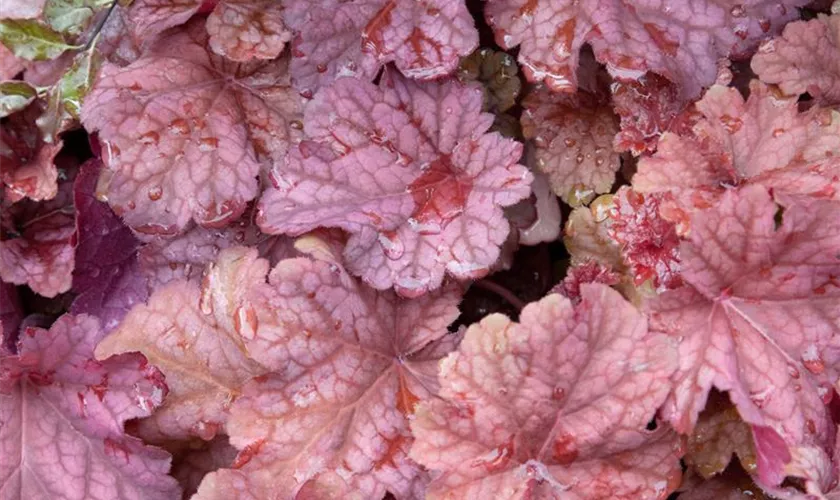 Heuchera villosa 'Berry Smoothie'®