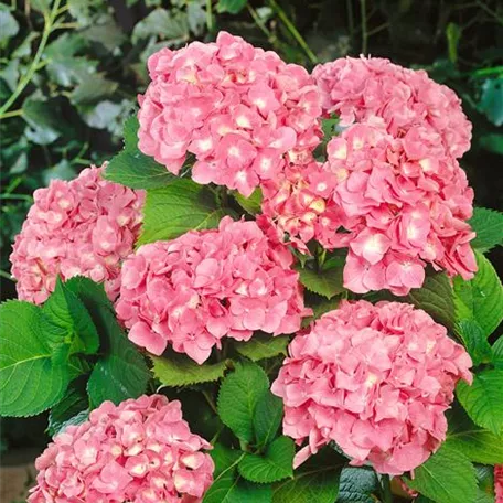 Hortensie 'Black Steel® Flamingo'