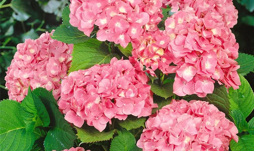 Hydrangea macrophylla 'Black Steel® Flamingo'