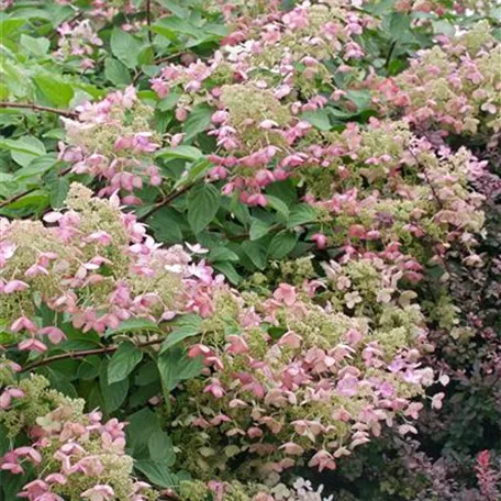 Hydrangea paniculata 'Burgundy Lace'