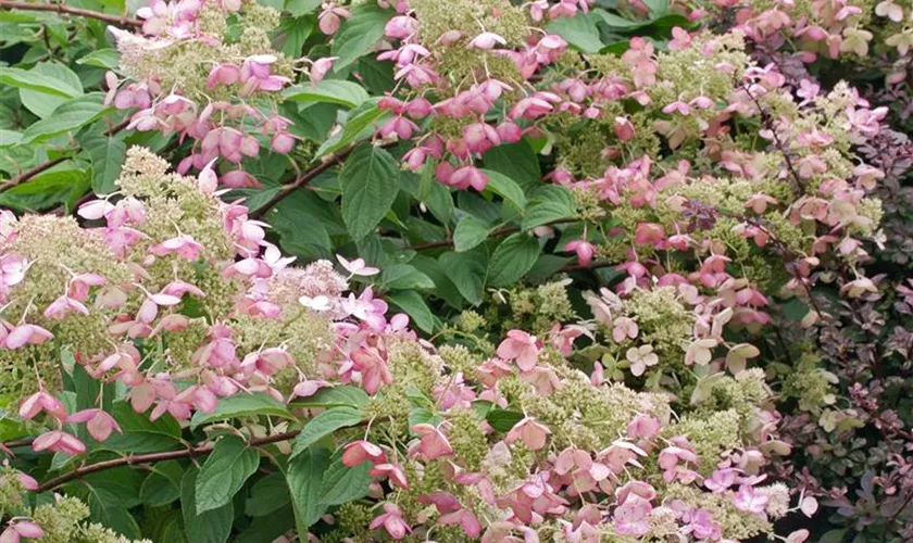 Rispenhortensie 'Burgundy Lace'