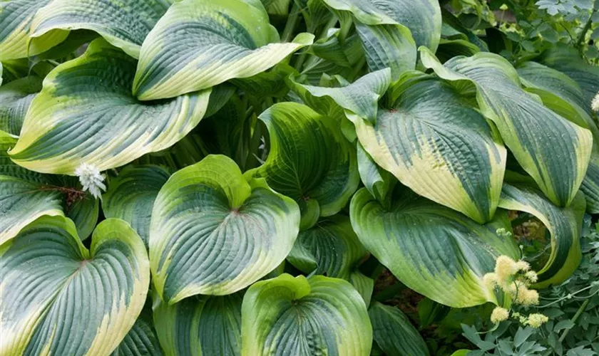 Hosta montana 'Aureomarginata'