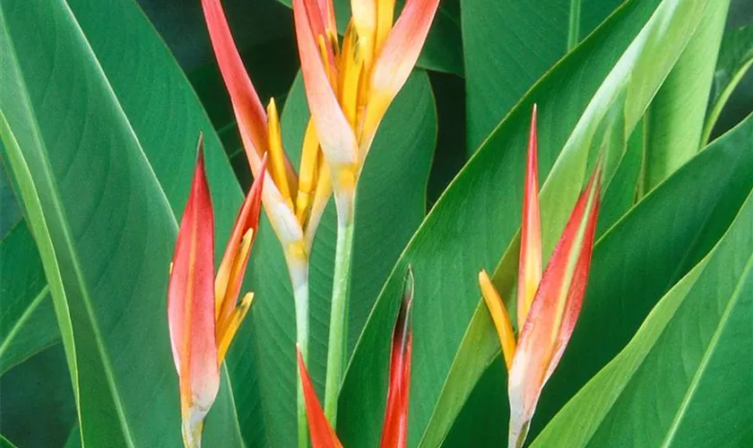 Heliconia psittacorum 'Choconiana'