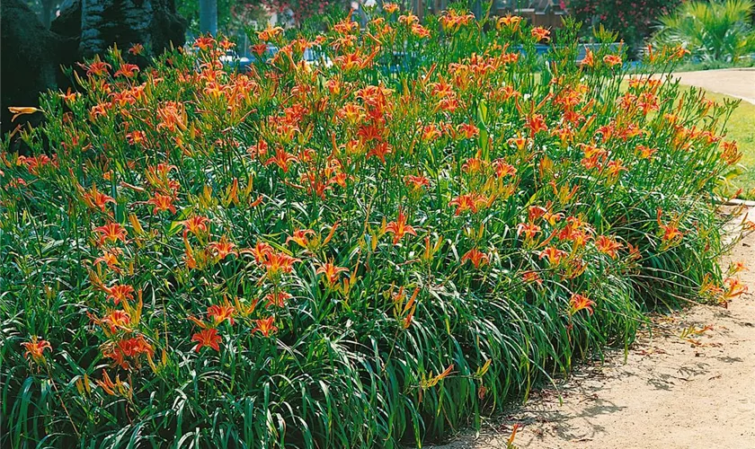 Hemerocallis 'August Orange'