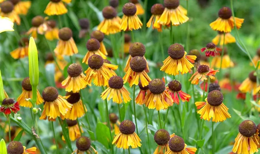 Helenium 'Helena'