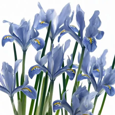 Iris reticulata 'Alida'