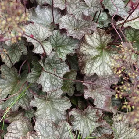 Heuchera americana 'Beauty Colour'