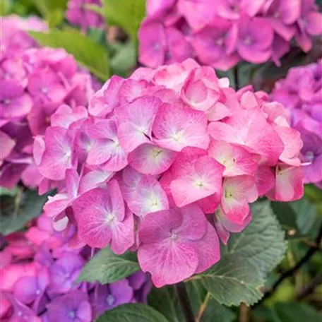 Hortensie 'Black Steel® Pink Ball'