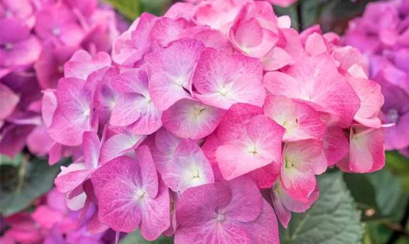 Hydrangea macrophylla 'Black Steel® Pink Ball'