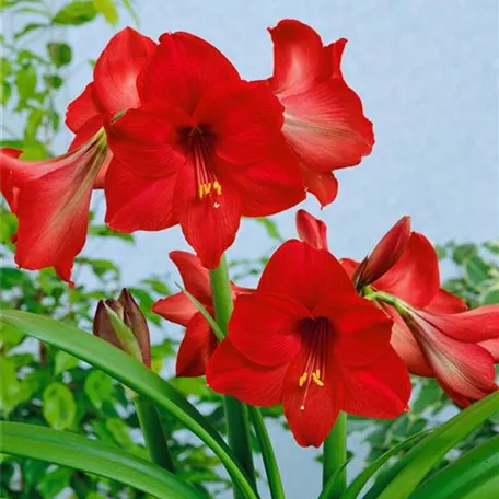 Hippeastrum 'Top Choice'