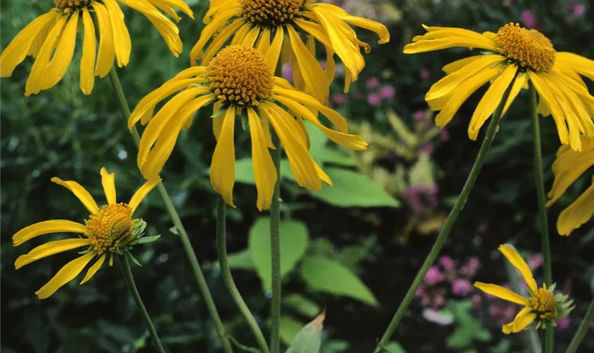 Helenium hoopesii