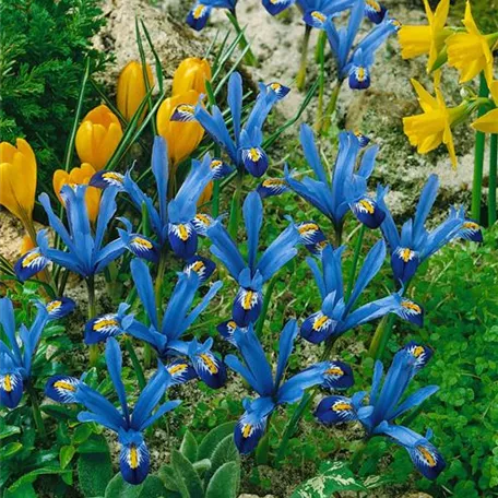 Iris reticulata 'Gordon'