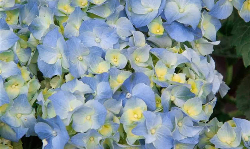 Hydrangea macrophylla 'Black Steel® Zaza'