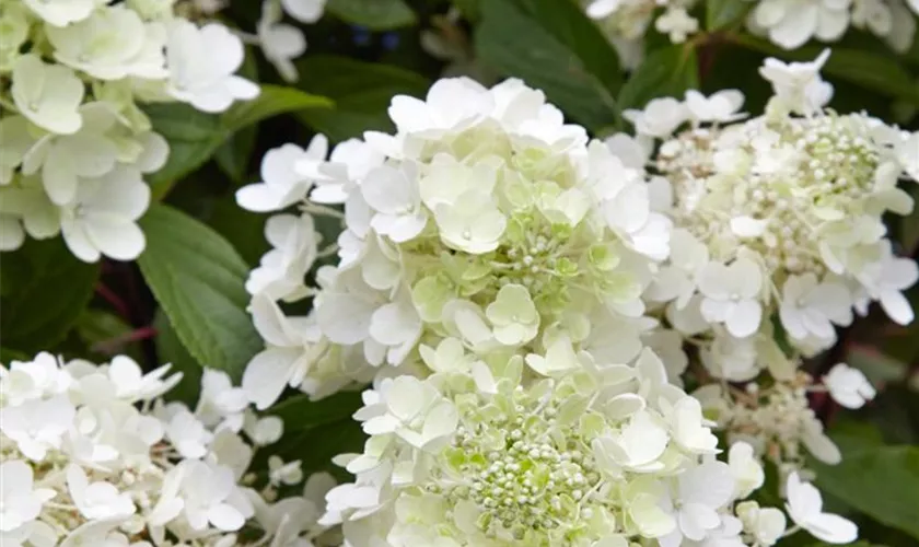 Rispenhortensie 'White Diamonds'