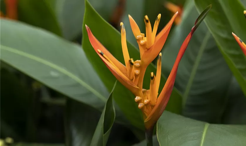 Heliconia psittacorum 'Orange Parrot'