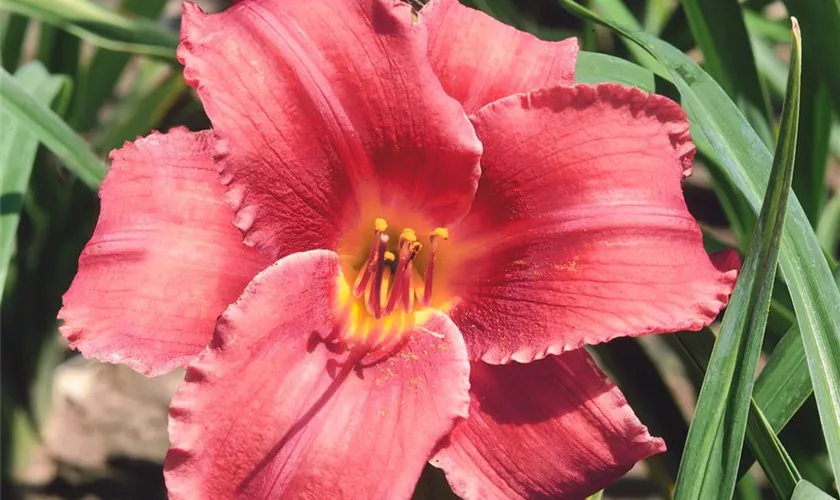 Hemerocallis 'Hot Toddy'