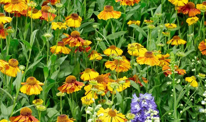 Helenium 'Kokarde'