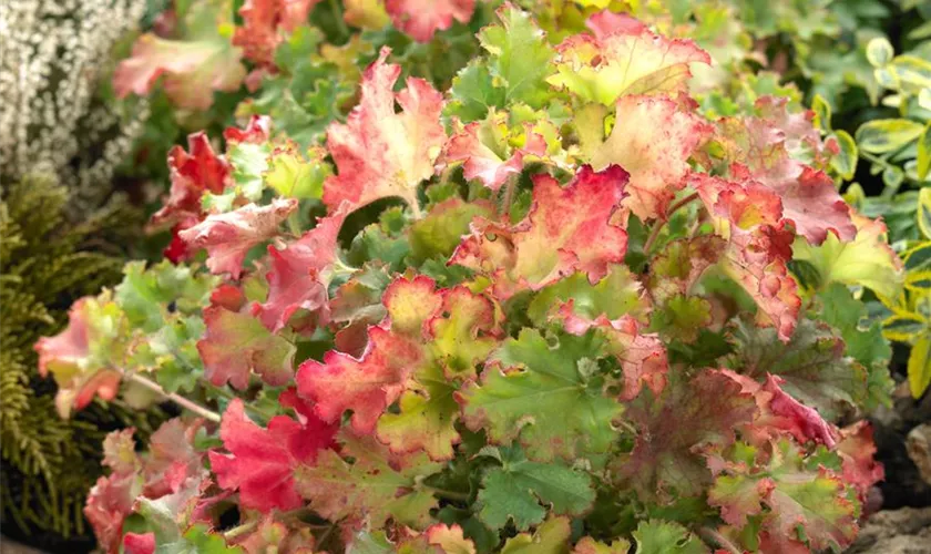 Heuchera americana 'Malachite'