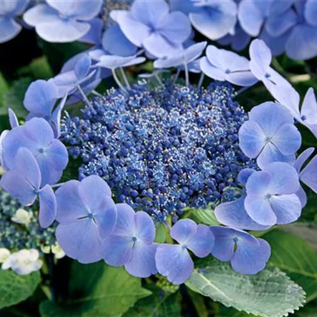 Gartenhortensie 'Bläuling'