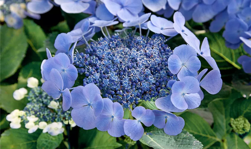 Hydrangea macrophylla 'Bläuling'