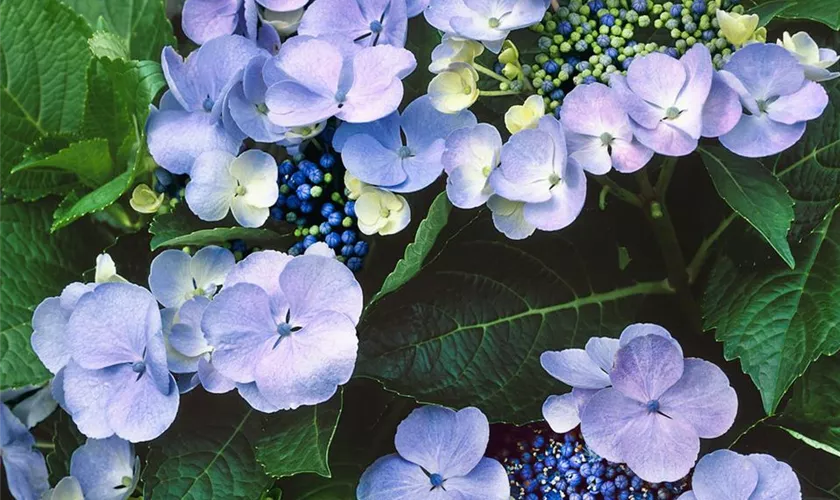 Hydrangea macrophylla 'Lutin Bleu'®