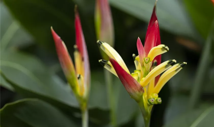 Heliconia psittacorum 'Ruby Parrot'