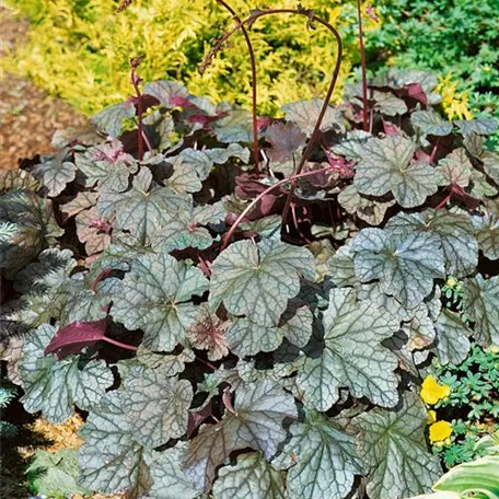 Garten-Purpurglöckchen 'Pewter Veil'