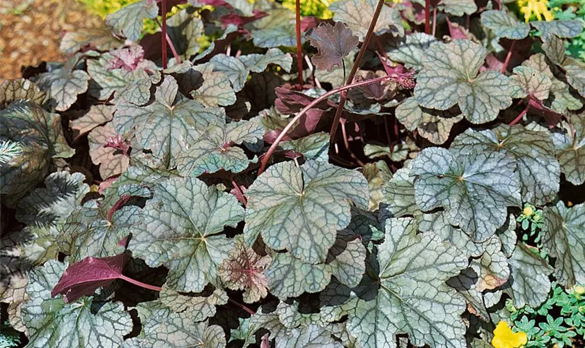 Heuchera americana 'Pewter Veil'