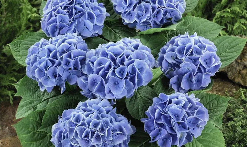 Hydrangea macrophylla 'Blue Arrow'