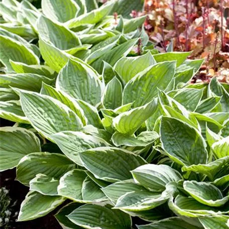 Graublättrige Goldrand-Garten-Funkie 'Patriot'