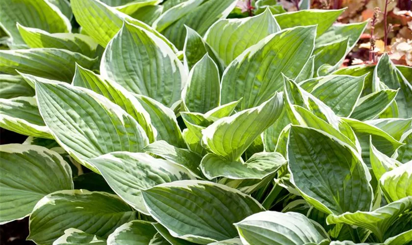 Hosta x fortunei 'Patriot'