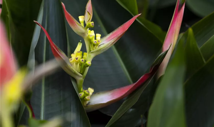 Heliconia psittacorum 'Sunny Parrot'