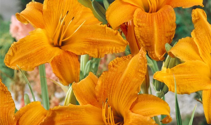 Hemerocallis 'Bengaleer'