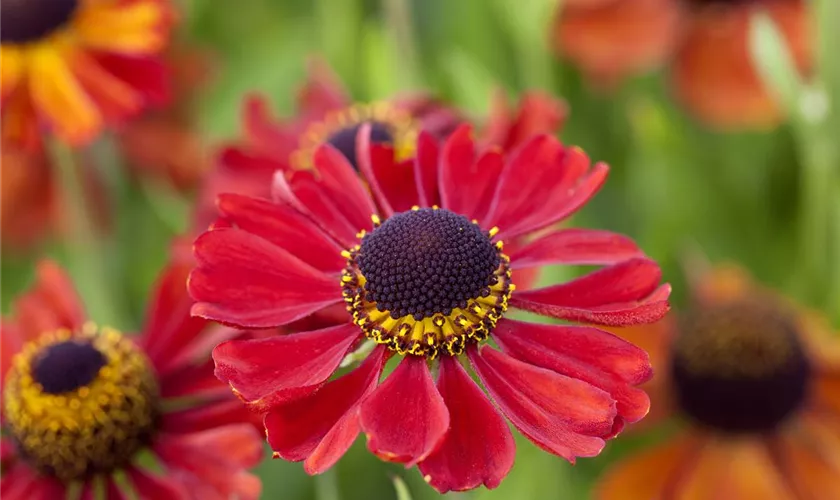 Helenium 'Kupferzwerg'