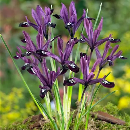 Iris reticulata 'Spot On'