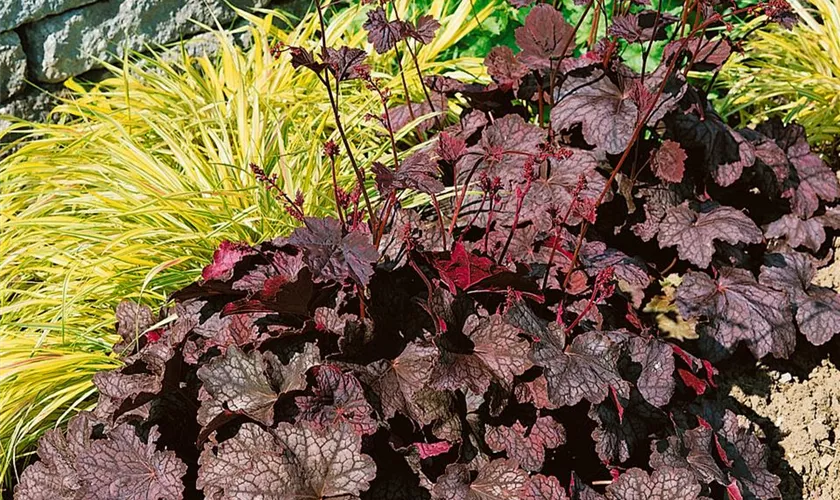 Heuchera americana 'Velvet Night'