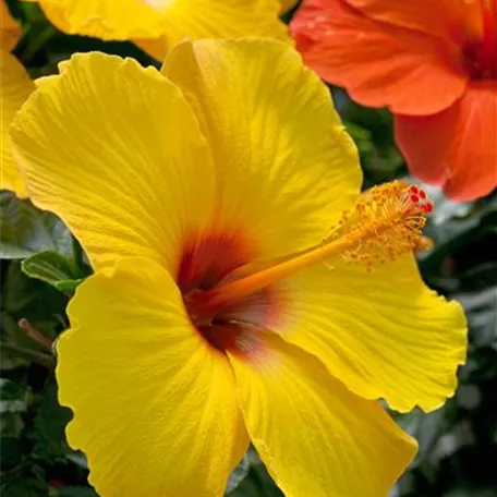 Hibiscus rosa-sinensis 'Boreas'