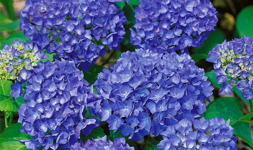 Hydrangea macrophylla 'Blue Cassel'