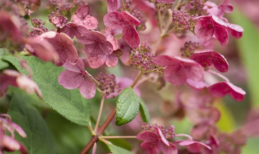 Rispenhortensie 'Early Sensation'®