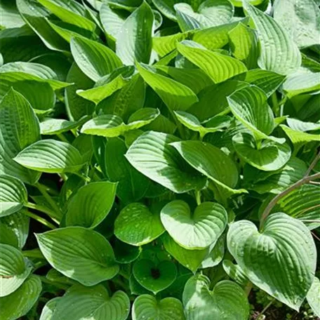 Hosta x fortunei 'Rugosa'