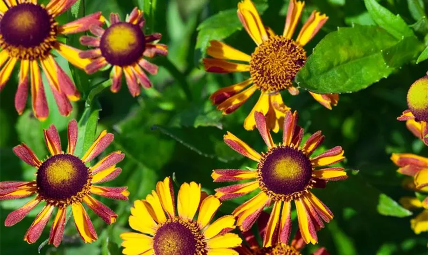 Helenium 'Loysder Wieck'