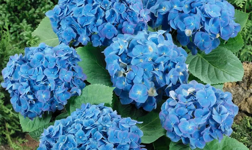 Hydrangea macrophylla 'Blue Velvet'