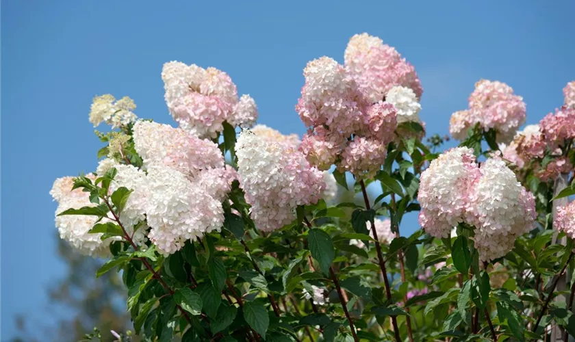 Rispenhortensie 'Grandiflora'