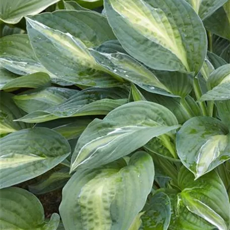 Hosta x fortunei 'Striptease'