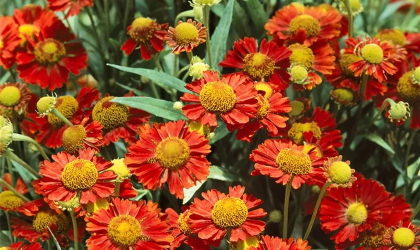 Helenium 'Mahagoni'