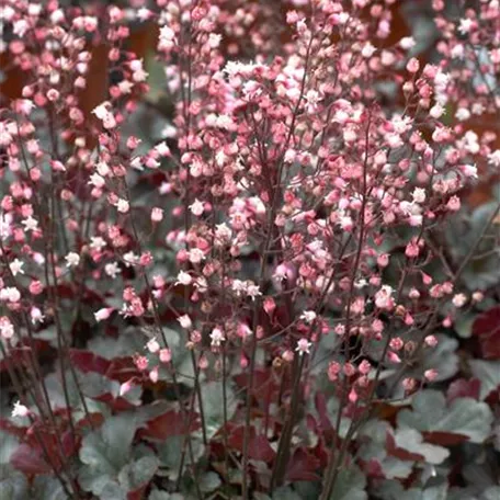 Heuchera 'Bella Notte'