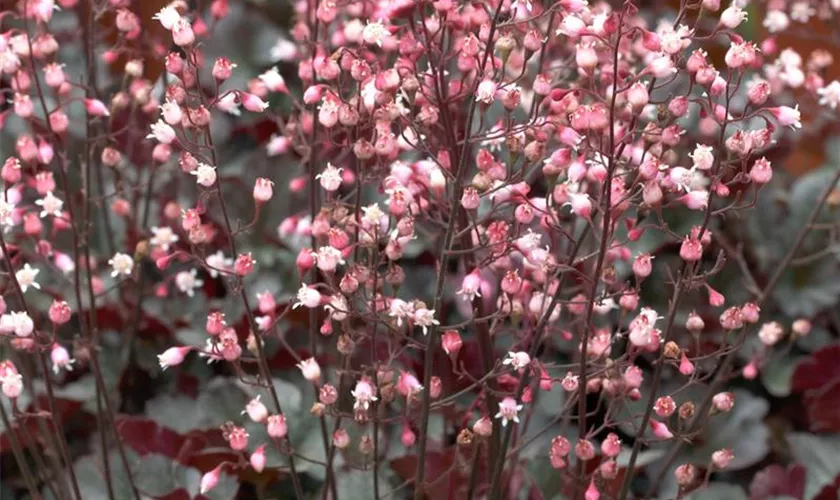 Purpurglöckchen 'Bella Notte'