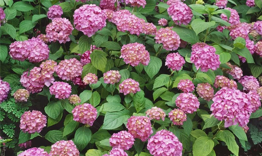 Hydrangea macrophylla 'Bouquet Rose'