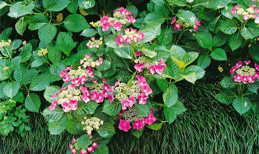 Tellerhortensie 'Red Disk'