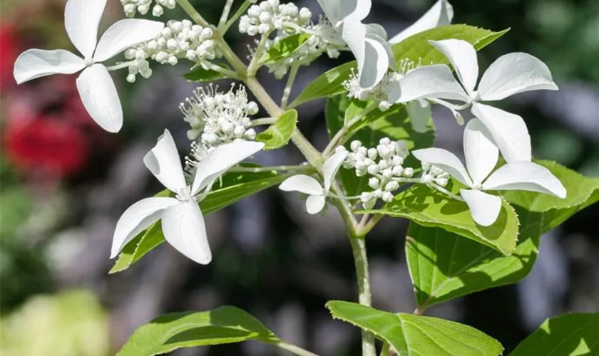 Rispenhortensie 'Great Star'®